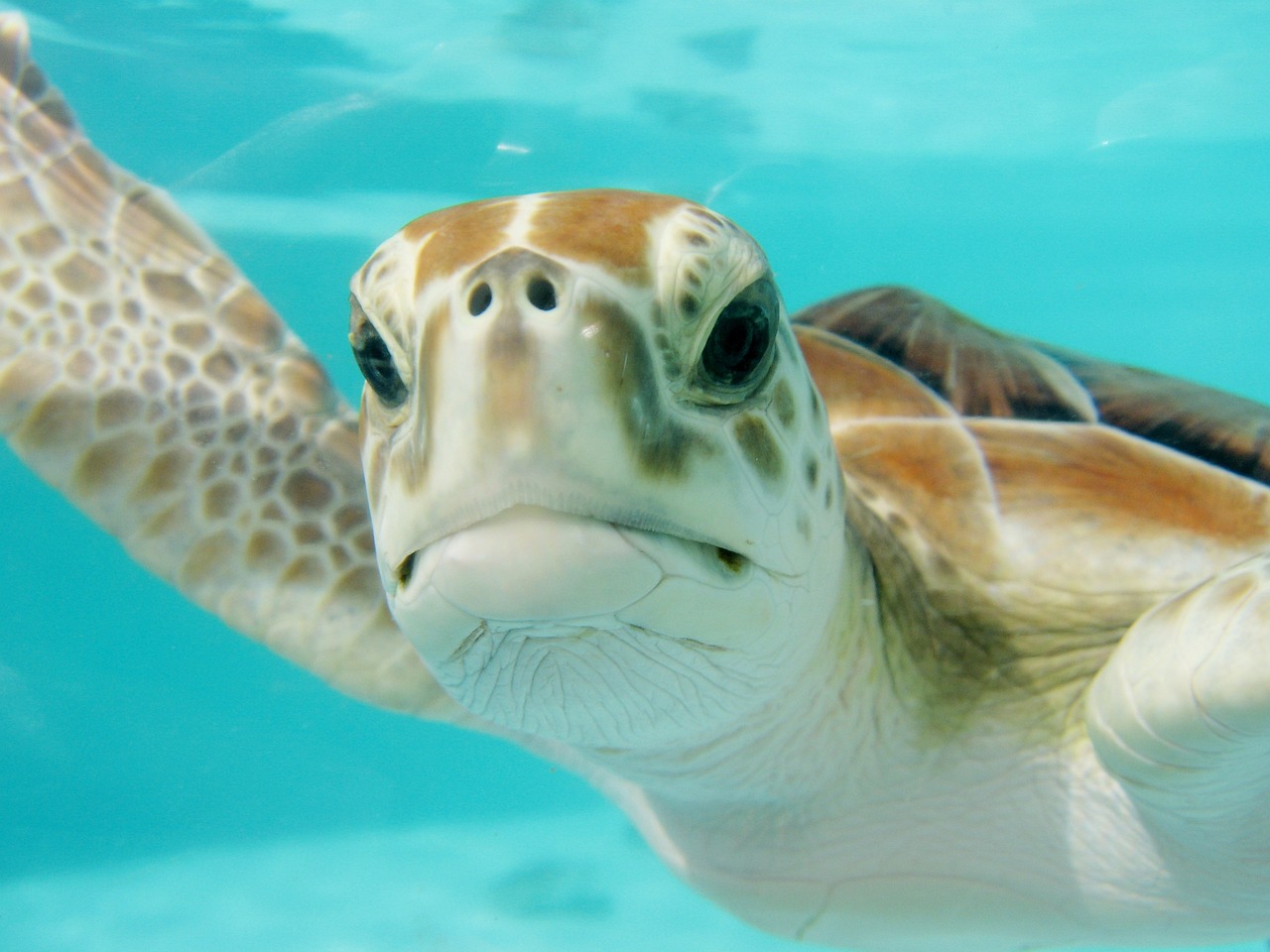 mexico turtle swim underwater 2086549